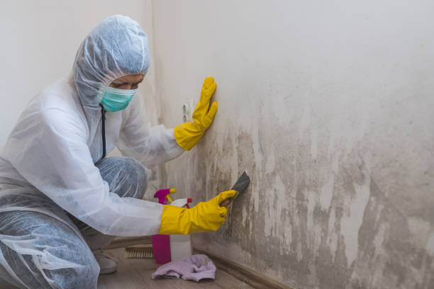 Dehumidification Services in New Bern, NC
