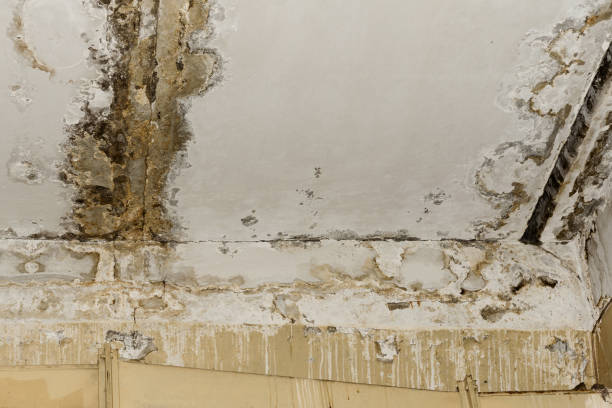 Mold Documentation for Insurance Claims in New Bern, NC