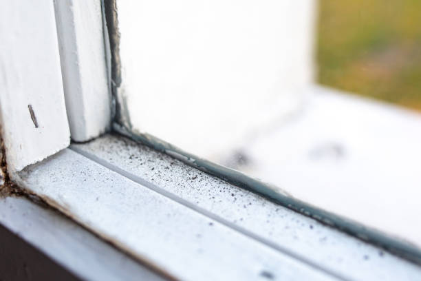 Best Asbestos and Lead Testing During Mold Inspection  in New Bern, NC
