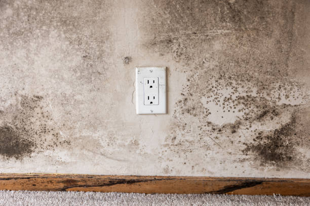Professional Mold Removal in New Bern, NC