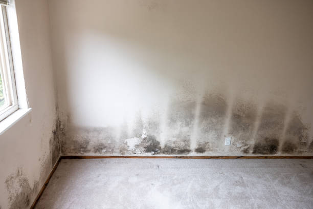 Environmental Consulting for Mold Prevention in New Bern, NC