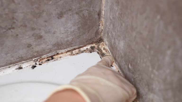 Best Mold-Related Health Consultation  in New Bern, NC